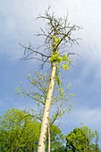 Ash tree affected by ash dieback disease