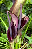 Flowering Arum dioscoridis