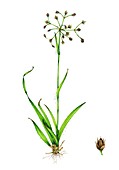 Hairy wood-rush (Luzula pilosa) in flower, illustration