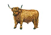 Highland cow, illustration