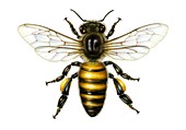 Honey bee, illustration