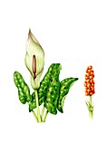 Lords-and-ladies (Arum maculatum) in flower, illustration
