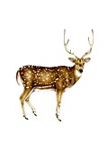 Axis deer, illustration