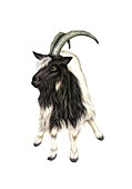 Bagot goat, illustration