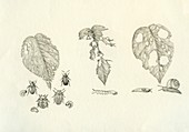 Plant pest damage, illustration