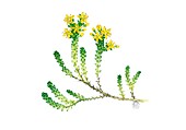 Biting stonecrop (Sedum acre) in flower, illustration