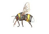 Bumblebee, illustration