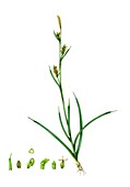 Carnation sedge (Carex panicea) in flower, illustration