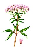 Hemp-agrimony (Eupatorium cannabinum), illustration
