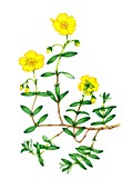 Common rock-rose (Helianthemum nummularium), illustration
