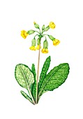 Cowslip (Primula veris) in flower, illustration