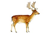 Fallow deer, illustration