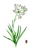 Great wood-rush (Luzula sylvatica) in flower, illustration
