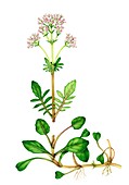Marsh valerian (Valeriana dioica) in flower, illustration