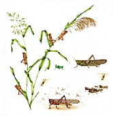 Migratory locust life-cycle, illustration
