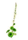 Pennywort (Umbilicus rupestris) in flower, illustration