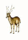 Pere David's deer, illustration
