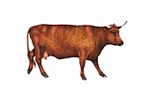 Devon cow, illustration