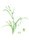 Remote sedge (Carex remota), illustration