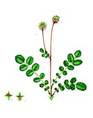 Salad burnet (Sanguisorba minor) flowers, illustration