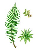 Scaly male fern (Dryopteris affinis), illustration