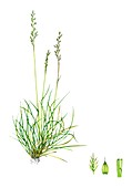 Sheep's fescue (Festuca ovina), illustration