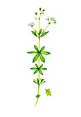 Sweet woodnuff (Galium odoratum) in flower, illustration
