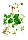 Wild strawberry (Fragaria vesca), illustration
