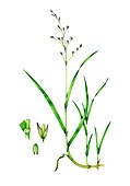 Wood melick (Melica uniflora), illustration