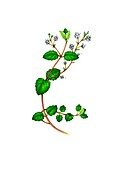 Wood speedwell (Veronica montana) in flower, illustration