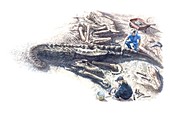 Dinosaur fossil excavation, illustration