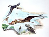 Noripterus and Dsungaripterus pterosaurs, illustration