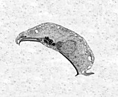 Protozoan (Giardia sp.), TEM