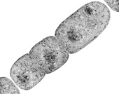 Cyanobacterium (Nostoc sp.), TEM
