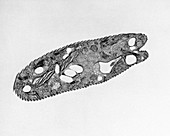 Euglena gracilis, TEM