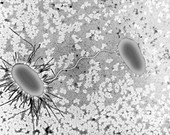 E.coli conjugation, bacterium, TEM