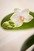 Phalaenopsis Memoria Laela 'Sweet Fragrance'
