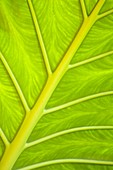 Caladium bicolor leaf