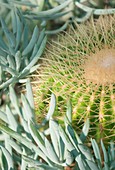 Parodia cactus and succulents