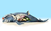Dead beached whale anatomy, illustration