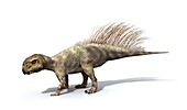 Psittacosaurus dinosaur, illustration