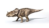 Sinoceratops female dinosaur, illustration