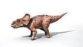 Sinoceratops baby dinosaur, illustration