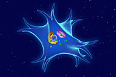 Melanocyte, illustration
