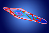 Relaxed smooth muscle cell, illustration