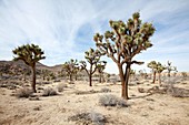 Joshua Tree National Park, California, USA