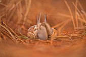 Two snails mating