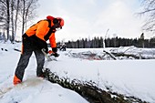 Lumberjack cutting log with chainsaw in winter