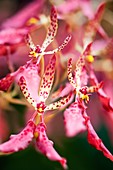 Pink orchid (Renanthera monachica ) flowers