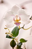 Phalaenopsis celebes 'Wave Smile Swan'